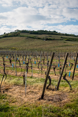 Bare Vineyards at sunset in April, before they start growing. Near Riquewihr, Alsace.