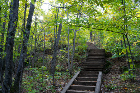 Stone staircase in dark forest with ligtht coming from the top. Concepts of a path, hope, pathway,...