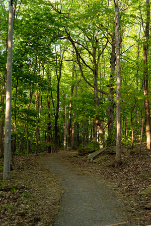 asphalt path surrounded by forest of green trees, golden light creating deep shadows, during spring...