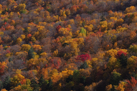 Fall colour seen from above, with telephoto lens, on Stowe Mountains in Vermont, US. A forest of...