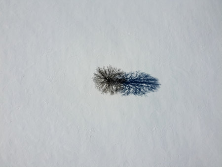 Aerial top view of a lonely tree and its shadow in winter , surrounded by with snow. Kanata, Ottawa,...