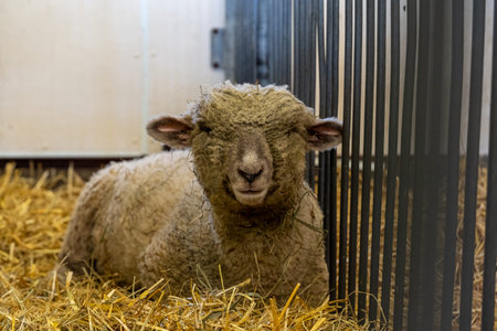 front portrait of a sheep inside barn, shed, next to metal fenceの写真素材