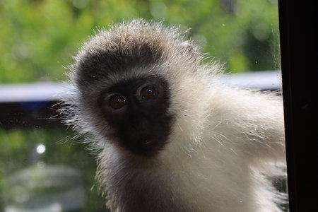 Vervet monkey chlorocebus pygerythrus, south africa, africa