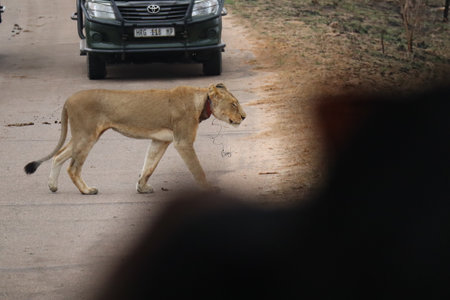 Lioness crosses road at Kruger park, South Africaの写真素材