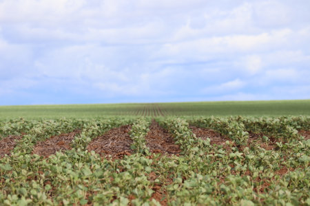 Soybean field in a sunny day. Agricultural scene.の写真素材