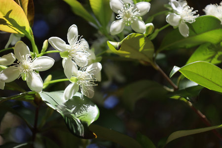 Grumixama flower, wild fruit, southern Brazil