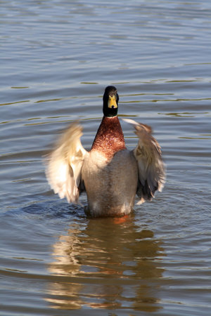 ducks swans and gooses in the natureの写真素材