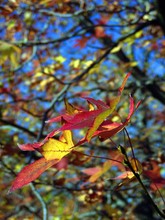 nice and cold autumn landscape