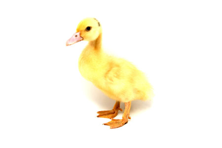 small duckの写真素材