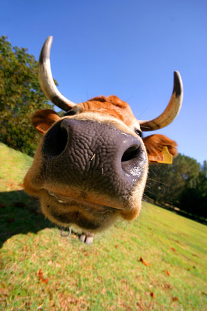 beautiful crazy cowの写真素材