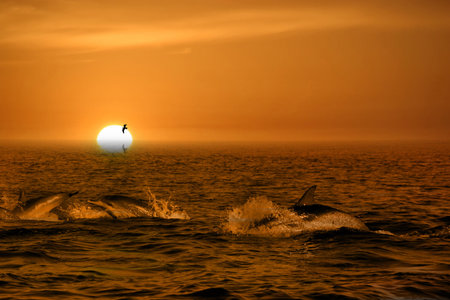 Dolphin in the blue oceanの写真素材