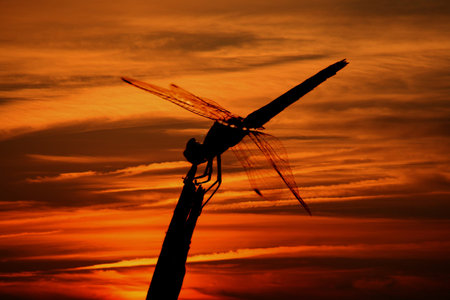 Anax imperator dragonfly in a stickの写真素材