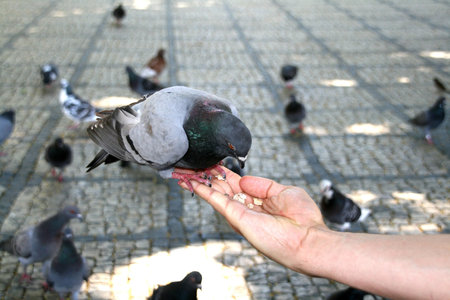man feeding pigeos on the parkの写真素材