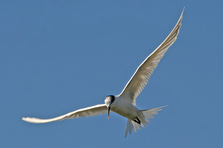 Common Tern (Sterna sandvicensis)