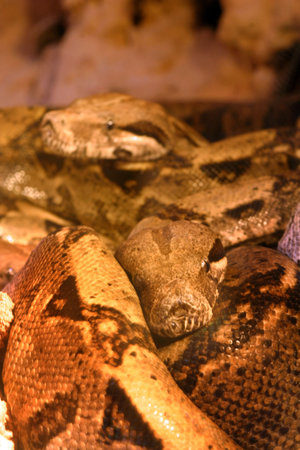 Boa constrictor snake, nature animal の写真素材