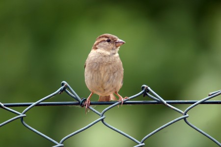 beautiful sparrow in nature の写真素材