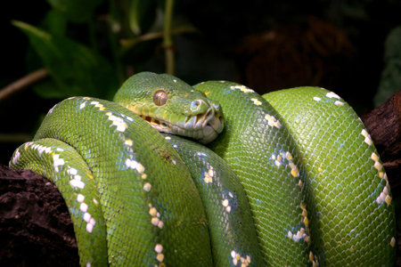 Green snake curled up on a branchの写真素材