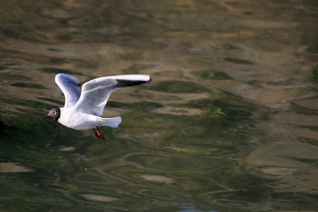 Common Black-headed Gull, larus ridibundus, Seagullの写真素材