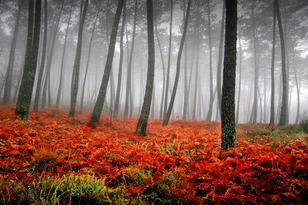 beautiful light in a green and beautiful forestの写真素材