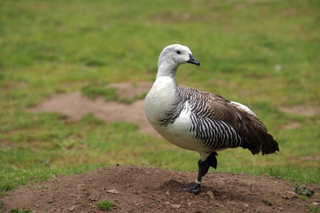 beautiful duck in a lake, nature animal photoの写真素材