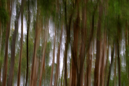 beautiful light in a green and beautiful forestの写真素材