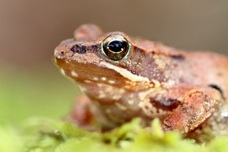 beautiful macro photo of an iberian frog, nature and wildlife of portugalの写真素材