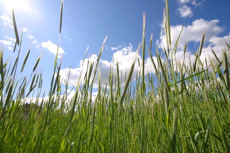 field of rye and sunny dayの写真素材