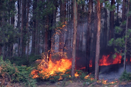 nature ash, burning forest, fireman workingの写真素材