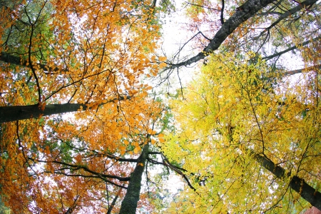beautiful light in a green and beautiful forestの写真素材