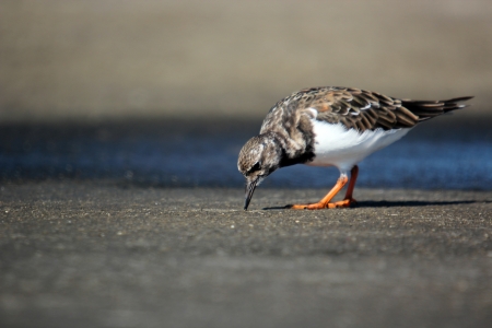 Ruddy Turnstone (Arenaria interpres morinella)の写真素材