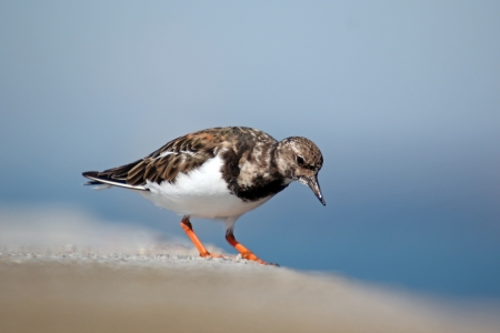Ruddy Turnstone (Arenaria interpres morinella)の写真素材