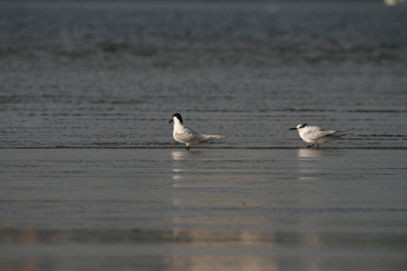 Common Tern (Sterna sandvicensis), nature animal photo
