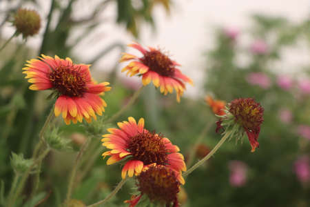 Indian blanket or Gaillardia pulchella, is a North American species of short-lived perennial or annual flowering plants in the sunflower family.のeditorial素材