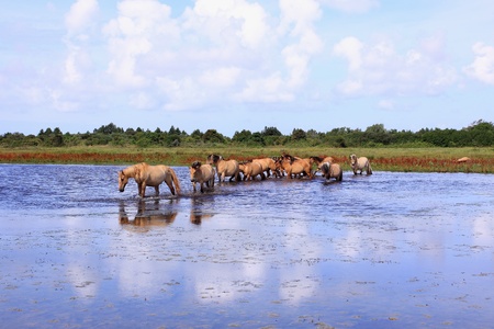 herd of horsesの写真素材