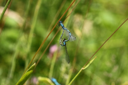 dragonfly marshes of France in its natural environmentの写真素材