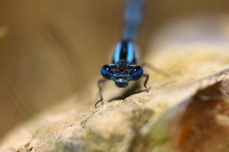 dragonfly marshes of France in its natural environmentの写真素材