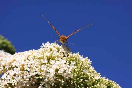 cardui, butterfly, La belle dameの写真素材
