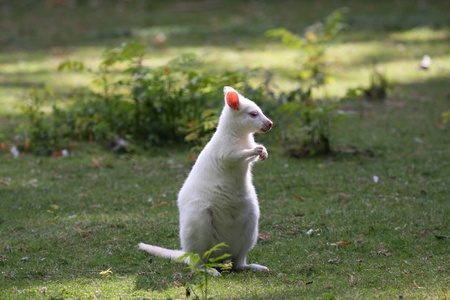 Walibiの写真素材