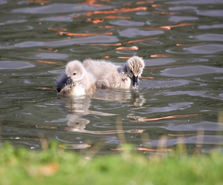Young black swan, cygnets anatidaeの写真素材