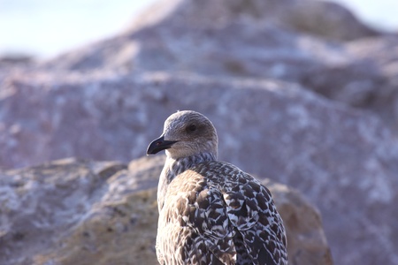 Young Gull, seagullの写真素材