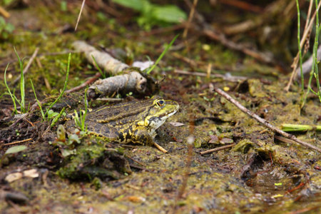 Green Frog