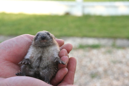 baby hedgehog
