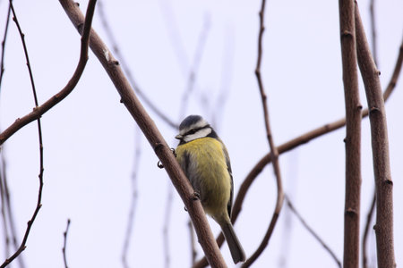 Blue tit