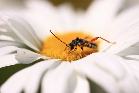 stenopterus rufus (linnaeus)の写真素材