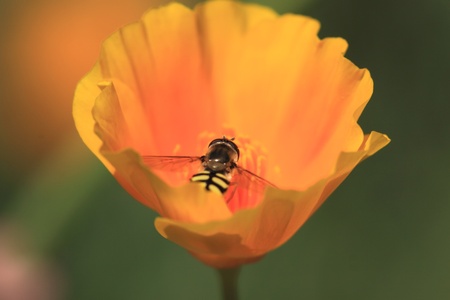 hoverfly Syrphe syrphidaeの写真素材