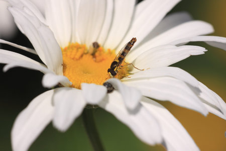 hoverfly Syrphe syrphidae