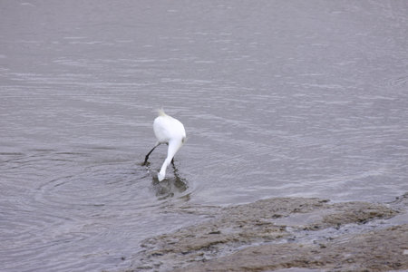 Little Egret, Aigrette Garzette