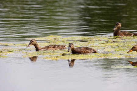 young female mallard