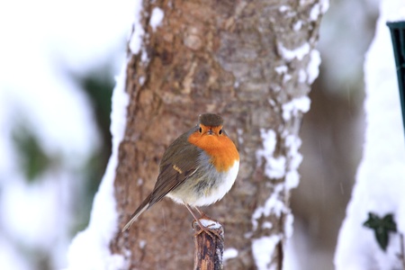 robin in the snow
の写真素材