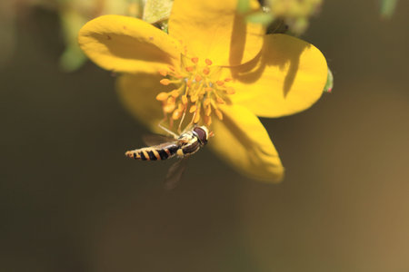 hoverfly Syrphe syrphidaeの写真素材